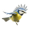 Flying common great tit isolated on the transparent background PNG. AI generative.	
