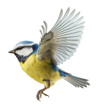 Flying Common Great Tit Isolated On The Transparent Background PNG. AI Generative.	