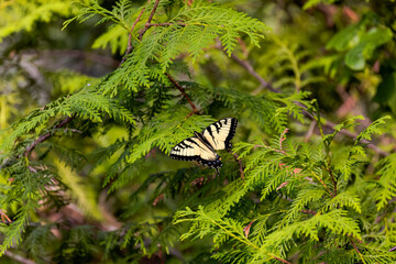 Canvas Print - The Eastern Yellow Swallowtail is  Butterfly  (Iphiclides podalirius)native to eastern North America,state insect of Virginia.