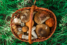 Close-up Of A Basket With Porcini Mushrooms, Top View. Collection Of Edible Mushrooms.