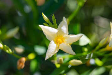 Poster - oleander flower light yellow close up