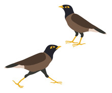Set Of Common Indian Myna Birds. Acridotheres Tristis Or Mynah Is Running And Standing. Vector Illustration.