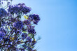 Jacaranda tree flowers on a blue sky background