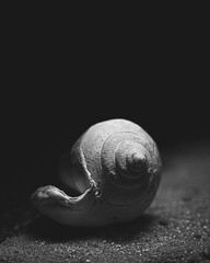 snail shell on black background