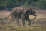 Fototapeta Zwierzęta - Baby African bush elephant runs over grass