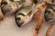 Tiefgekühlte Fische (Dorade) liegen auf Eis gekühlt in einer Auslage eines Feinkosthändlers in München. Fotografin: Michaela Rehle