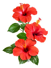 Red Hibiscus Flowers And Buds Isolated