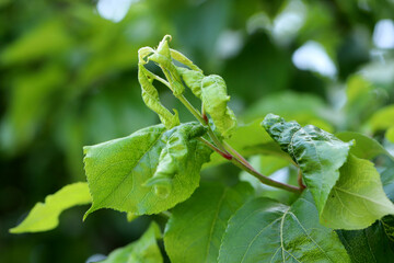 Poster -  Rosy apple aphid (Dysaphis plantaginea) on the underside of a curled apple leaf. Typically curled, deformed leaves caused by the presence of aphid colonies.