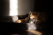 Red domestic dog sleeps on his crib in the morning sun. Dark tone, home interior