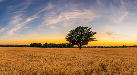 beautiful yellow wheat field with blue sky in a sunset