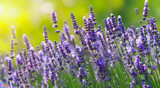 Fototapeta Kwiaty - beautiful field of purple flowers in spring and high resolution