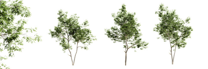 Aufkleber - Ash tree isolated on transparent background and selective focus close-up. 3D render.
