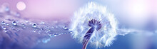 Beautiful Dew Drops On Dandelion Seed Macro. Beautiful Soft Light Blue And Violet Background. Water Drops On A Parachutes Dandelion On A Beautiful Blue. Soft Dreamy Tender Artistic Image Generative AI