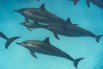 Wall Mural - Das Geheimnisvolle des Ozeans: Spinnerdelphin im Riff des Roten Meeres