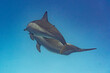 Majestätische Schönheit der Meereswelt: Ein Spinnerdelphin im Roten Meer
