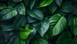© INHYE GAL - Tropical green leaves background. Generative ai