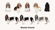 Basset hound colors. Popular coat colors. Cute dogs characters in various poses, design for print, adorable and cute cartoon vector set. Dog Drawing collection set. Tri-color fur standard color dog.