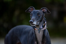 Portrait Of Majestic Greyhound Dog Close Up Otdoors At The Park With Soft Bokeh Background