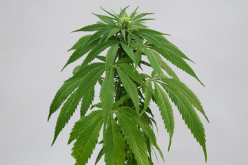 Wall Mural - Green hemp leaves on white background. Cannabis plant