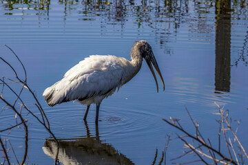 Poster - wood stork