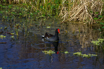 Poster - common moorhen