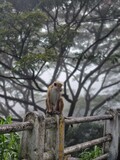 Fototapeta Zwierzęta - Monkey 