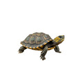 Cute Tortoise PNG Transparent white background