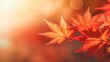 canvas print picture - web banner design for autumn season and end year activity with red and yellow maple leaves with soft focus light and bokeh background