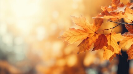 web banner design for autumn season and end year activity with red and yellow maple leaves with soft focus light and bokeh background