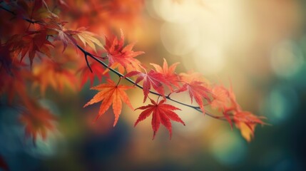 Leinwandbilder - web banner design for autumn season and end year activity with red and yellow maple leaves with soft focus light and bokeh background