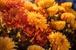 Blooming Chrysanthemums Symbolizing Toussaint
