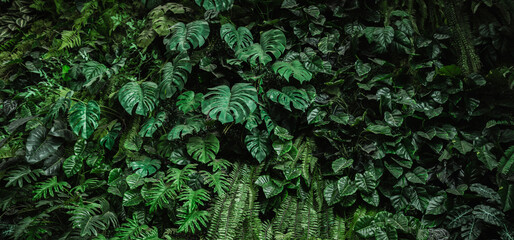 Wall Mural - tropical green leaf texture background