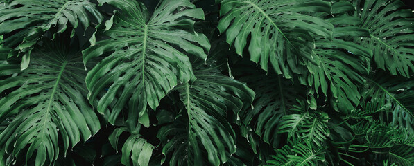 Wall Mural - green leaf monstera background texture