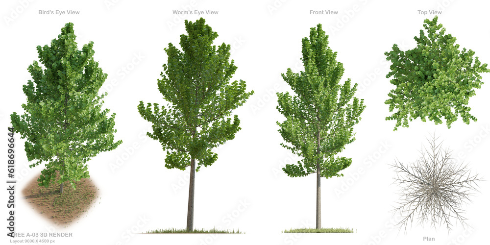 Tree Rendered Drawing TREE A-04 3D RENDER For Presentation , Architecture design , Urban ...