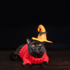 Canvas Print - Black Cat wearing hat for halloween lying on dark background and looks at camera