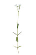 Botanical Collection. White wildflower (Cerastium arvense) isolated on white background.
