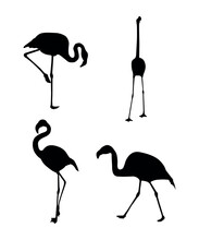 Vector Flat Flamingo Silhouette Isolated On White Background