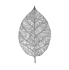 Vector drawing of leaves and flowers for adult coloring books. Doodle ornament in black and white. Hand draw vector illustration.