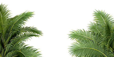 Palm leaves isolated on white