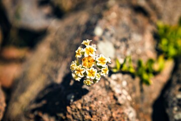 Wall Mural - Flower Black Stick, Heliotropium. Atacama Desert, Chile.