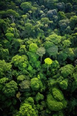 Wall Mural - aerial view of lush, green forest canopy, created with generative ai