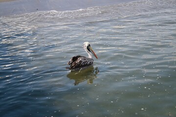 Canvas Print - Peruvian pelican floating in shallow waters not far from the shore.