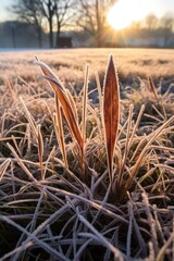 Poster - frost-covered grass blades on a chilly winter morning, created with generative ai