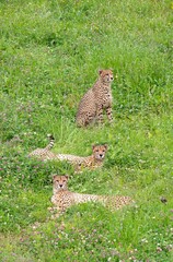 Canvas Print - Male sibling cheetahs