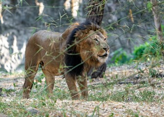 Poster - Majestic male lion walking through a grassy landscape, surrounded by trees and rocks