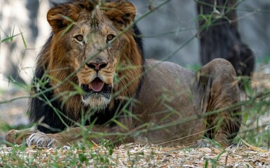 Poster - African lion resting in a grassy habitat, with a tree in the background