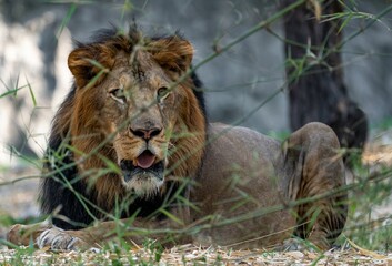 Canvas Print - Majestic lion lying in a serene outdoor environment, surrounded by lush green grass and tall trees