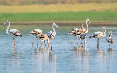 Sticker - Large group of vibrant pink flamingos wading through the still waters of a scenic pond