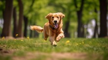 Golden Retriever Playing And Running In Park Generative AI