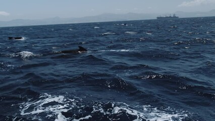 Wall Mural - Beautiful Long-finned pilot whales (Globicephala melaena) swimming in the blue ocean